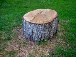 Professional Tree Removal in Travilah, MD