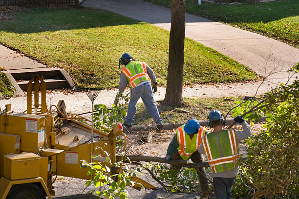 Best Lawn Maintenance Plans  in Travilah, MD