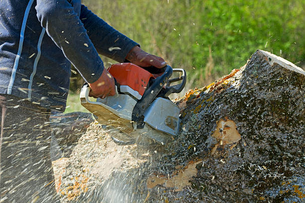 Best Tree Mulching  in Travilah, MD